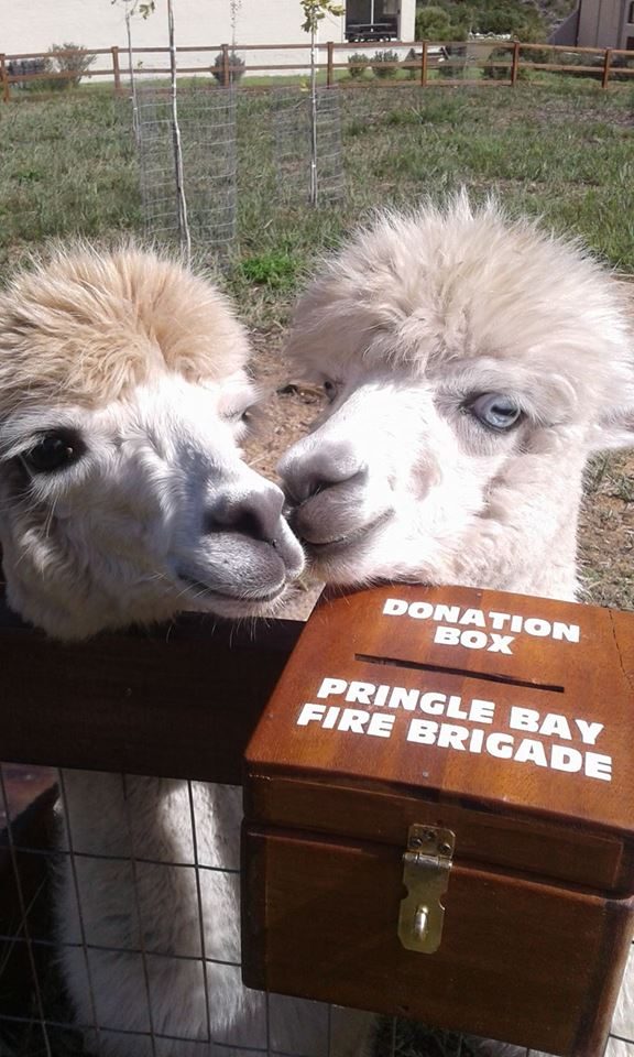 Alpaca raise money for Fire Brigade